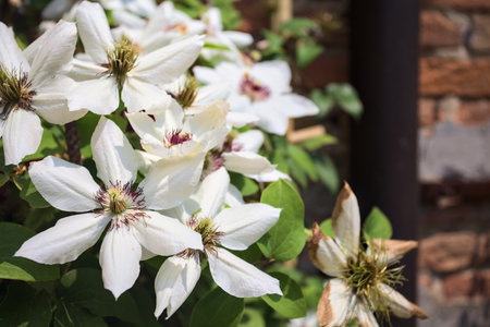 White passion flowers in bloom seen up closeの写真素材
