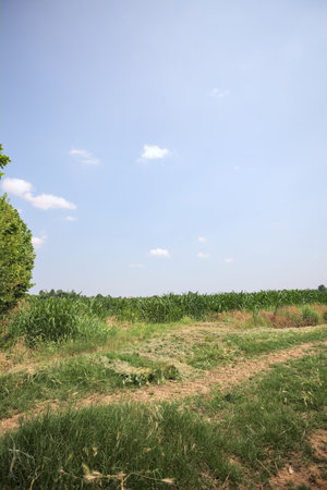 Dirt and grassy path by the edge of a corn field on a sunny day in the Italian countrysideの写真素材