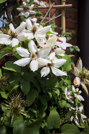 White passion flowers in bloom seen up closeの写真素材