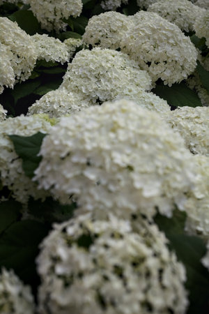 Bush of white hydrangea in bloom seen up closeの写真素材