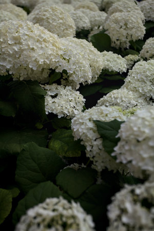 Bush of white hydrangea in bloom seen up close
