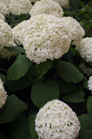 Bush of white hydrangea in bloom seen up close