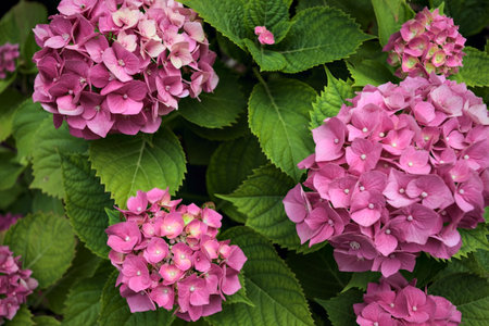 Blooming pink hydrangea inflorescences seen up close