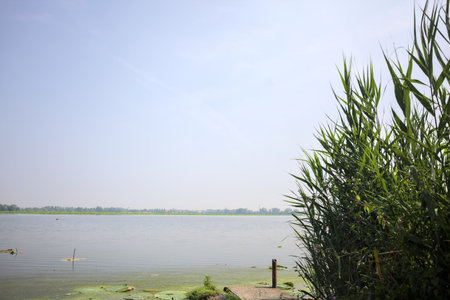 Concrete platform stretching from a river shore with reeds growing by its side on a sunny day in the Italian countrysideの写真素材