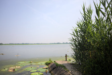 Concrete platform stretching from a river shore with reeds growing by its side on a sunny day in the Italian countrysideの写真素材