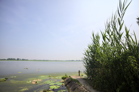 Concrete platform stretching from a river shore with reeds growing by its side on a sunny day in the Italian countrysideの写真素材