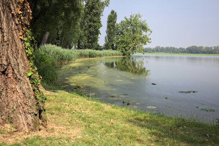 River shore in a park in the Italian countryside on a sunny day with a tree in the distance casting its reflection on the water framed by a treeの写真素材