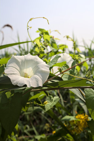 White bell flower growing on a reed on a sunny day seen up close