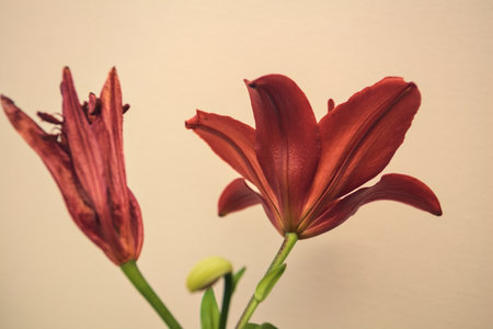 Blooming red lily and an almost withered one on a stem on a white background seen up closeの写真素材