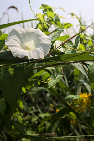 White bell flower growing on a reed on a sunny day seen up close