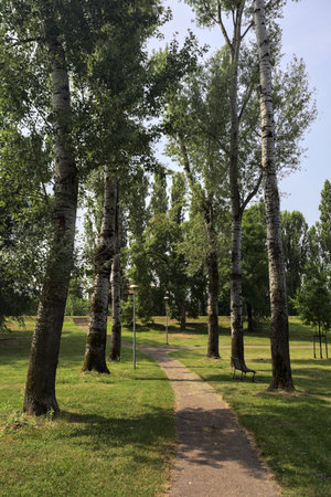 Trail bordered by poplars casting shadows on the ground next to meadows in a park on a sunny dayの写真素材