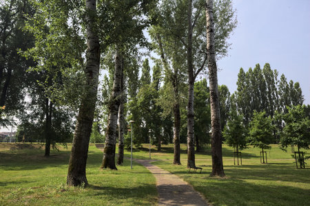 Trail bordered by poplars casting shadows on the ground next to meadows in a park on a sunny dayの写真素材
