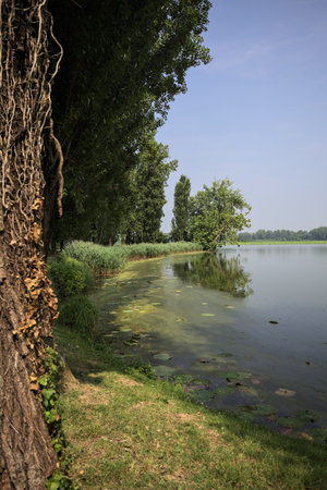 River shore in a park in the Italian countryside on a sunny day with a tree in the distance casting its reflection on the water framed by a treeの写真素材