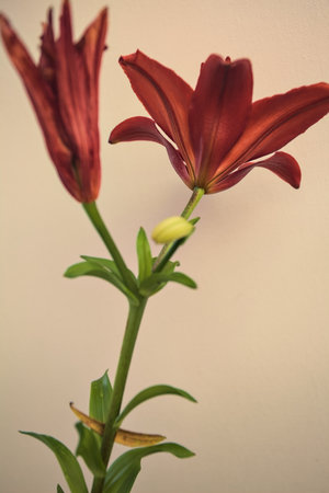 Blooming red lily and an almost withered one on a stem on a white background seen up closeの写真素材