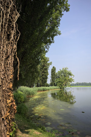 River shore in a park in the Italian countryside on a sunny day with a tree in the distance casting its reflection on the water framed by a treeの写真素材