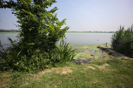 Concrete platform stretching from a river shore with reeds growing by its side on a sunny day in the Italian countrysideの写真素材
