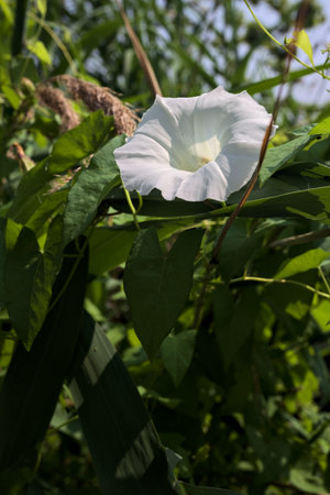White bell flower growing on a reed on a sunny day seen up close