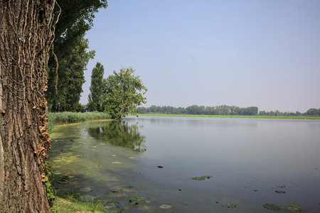River shore in a park in the Italian countryside on a sunny day with a tree in the distance casting its reflection on the water framed by a treeの写真素材