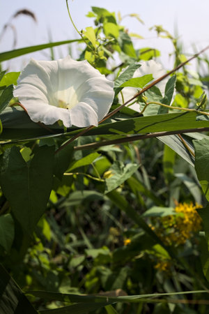 White bell flower growing on a reed on a sunny day seen up closeの写真素材