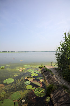 Concrete platform stretching from a river shore with reeds growing by its side on a sunny day in the Italian countrysideの写真素材