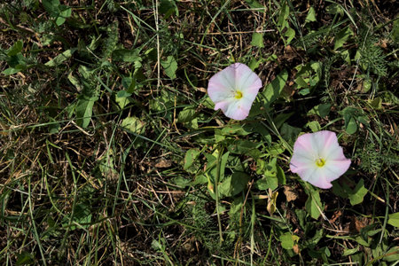 White bell flowers in bloom on the grass seen up close