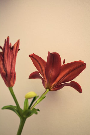 Blooming red lily and an almost withered one on a stem on a white background seen up closeの写真素材