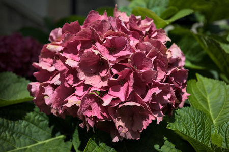 Sunlit pink hydrangea in bloom with leaves surrounding it seen up closeの写真素材
