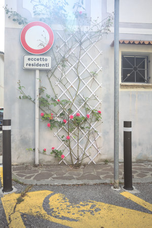 Trellis on a wall with pink roses creeping on it in front of a parking stallの写真素材