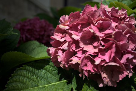 Sunlit pink hydrangea in bloom with leaves surrounding it seen up closeの写真素材
