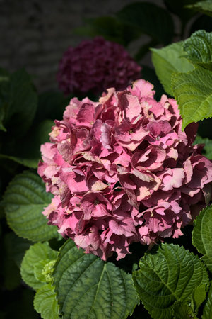 Sunlit pink hydrangea in bloom with leaves surrounding it seen up closeの写真素材