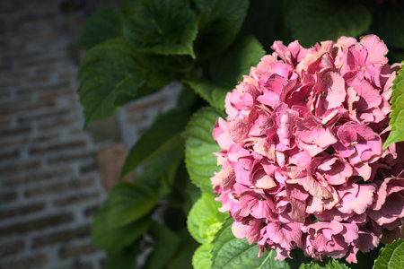 Sunlit pink hydrangea in bloom with leaves surrounding it seen up closeの写真素材
