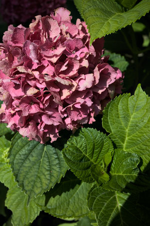 Sunlit pink hydrangea in bloom with leaves surrounding it seen up closeの写真素材