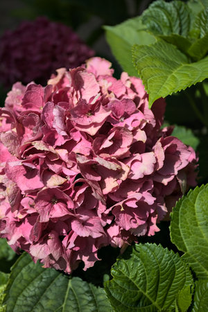 Sunlit pink hydrangea in bloom with leaves surrounding it seen up closeの写真素材