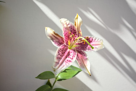 White and pink stargazer lily in bloom on a white background framed by leavesの写真素材