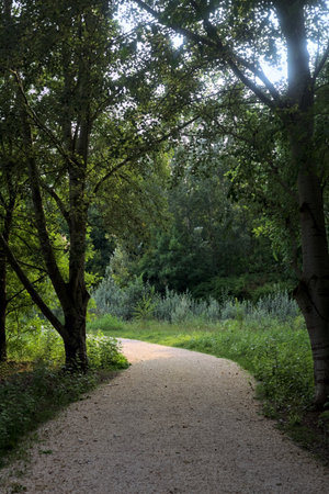 Path in the shade casted by trees by its edge that leads to a sunlit area outside a grove with trees...