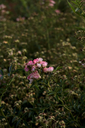 Pink gallica rose in bloom in a bush seen up close