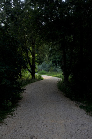 Path in the shade casted by trees by its edge that leads to a sunlit area outside a grove with trees...