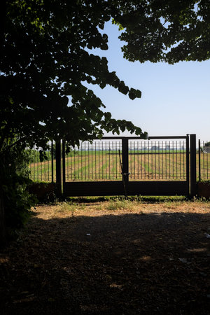 Gate in a fence at the edge of a field on a sunny day in the Italian countryside framed by trees in...