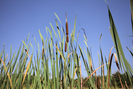 Cattails growing in a trench by the edge of a field in the Italian countryside with a clear blue sky as backgroundの写真素材