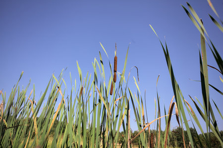 Cattails growing in a trench by the edge of a field in the Italian countryside with a clear blue sky...