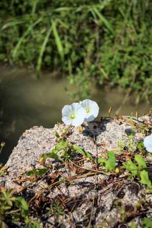 White bell flower in bloom growing on a concrete block by the edge of a stream of water on a sunny...