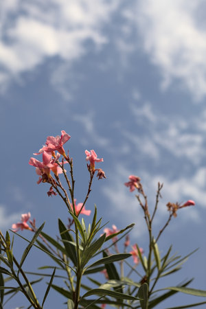 Oleander branches in bloom with the sky as background