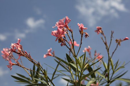 Oleander branches in bloom with the sky as background