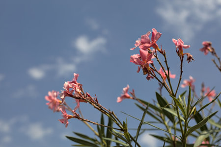Oleander branches in bloom with the sky as background