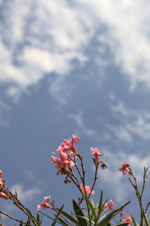 Oleander branches in bloom with the sky as backgroundの写真素材