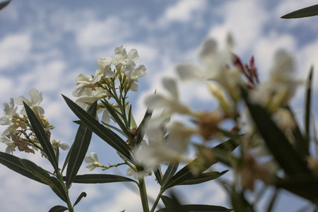 Oleander branches in bloom with the sky as background
