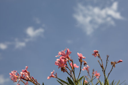 Oleander branches in bloom with the sky as background