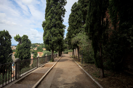Paved trail between cypresses in a park on a hill on a sunny dayの写真素材