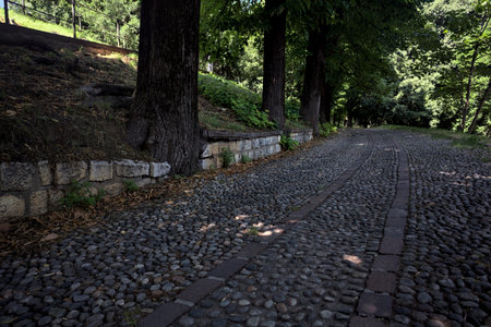 Pebbled path in the shade bordered by a row of trees in a parkの写真素材