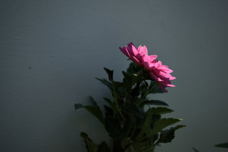 Pink dahlia in bloom on a white background seen up close